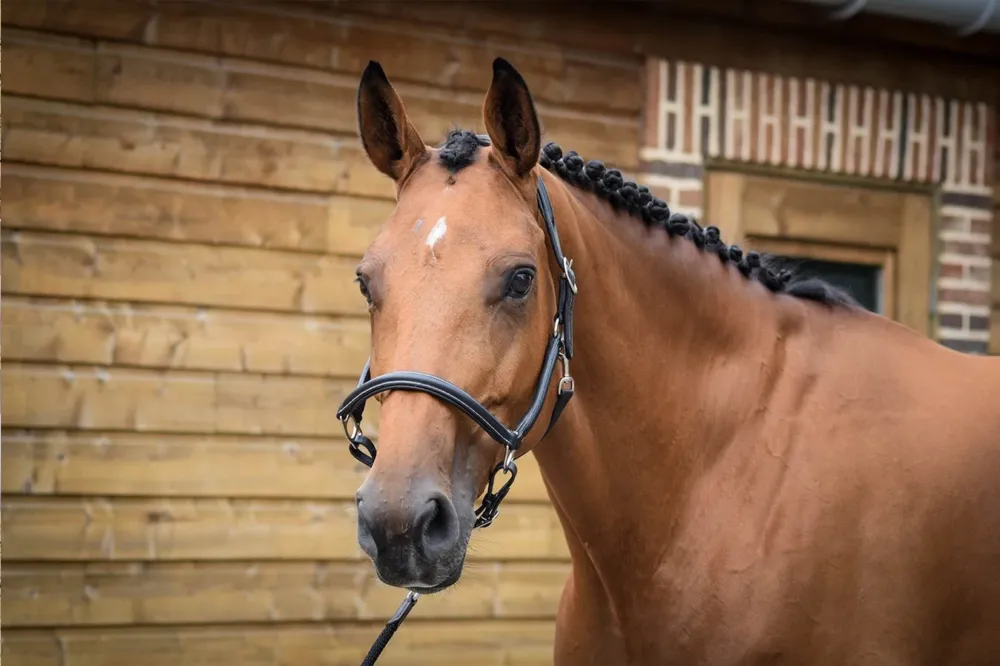 Top Vente Licol de pansage Jump'In One - Cheval - Noir