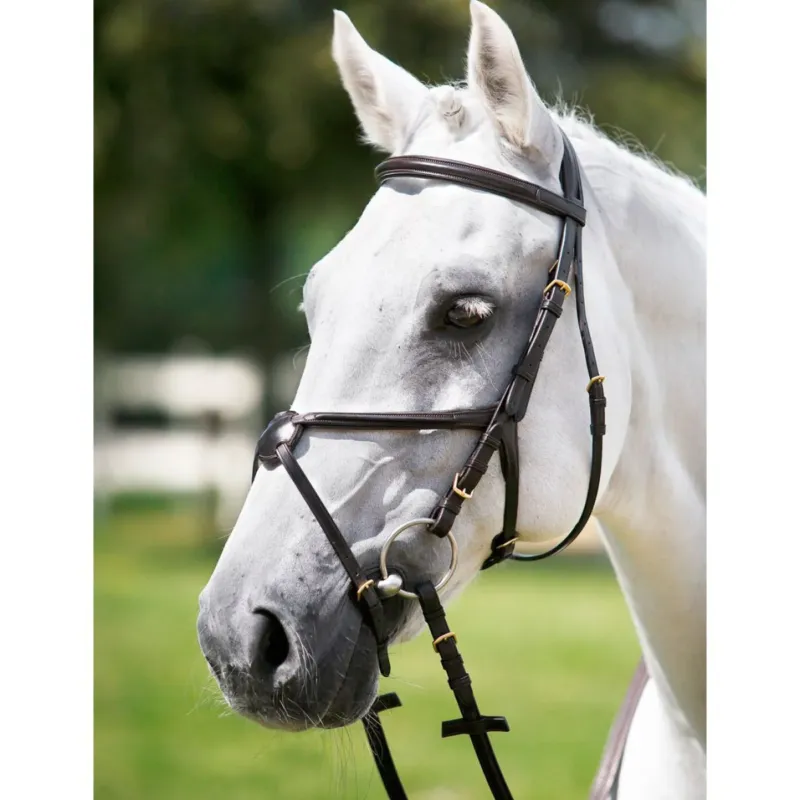 Bon Plan Bridon Tattini - Cob - Marron