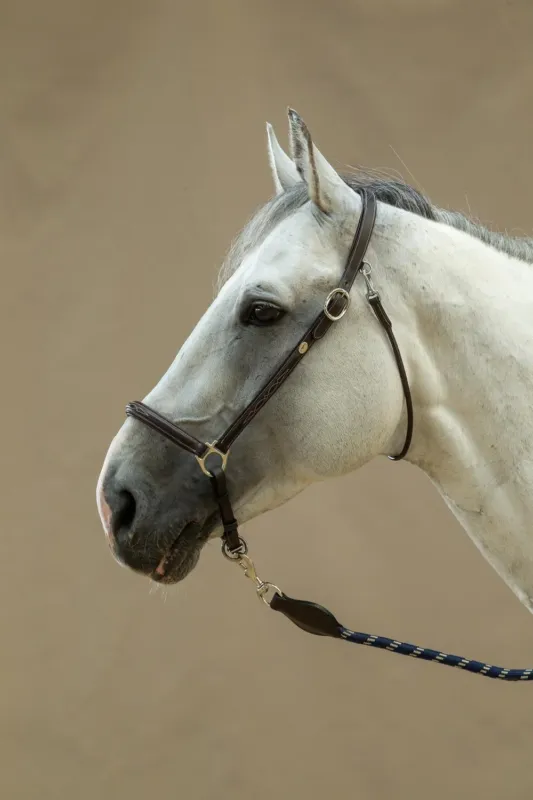 Nouvel Arrivage Licol De Pansage Working By Dy'on - Cheval - Marron