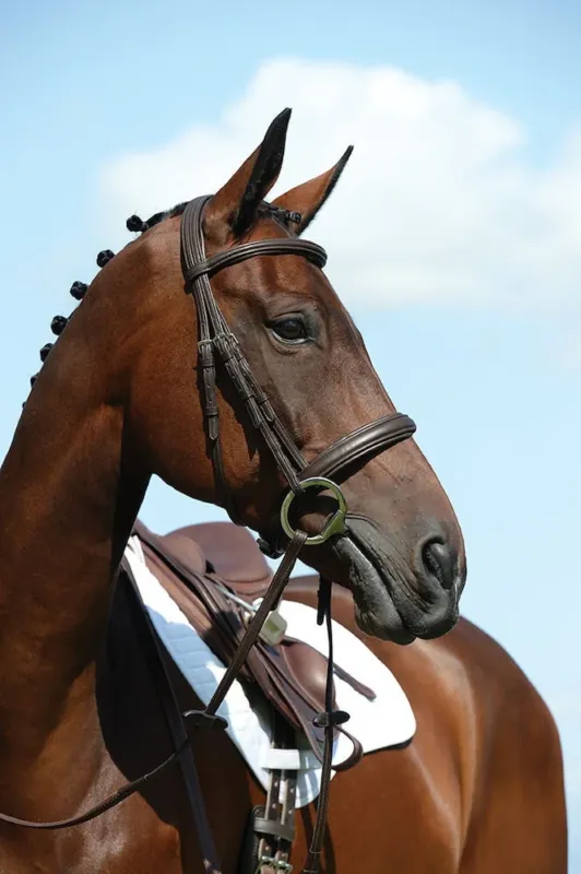 Must-Have Bridon Collegiate cavesson Syntovia+ - Poney - Marron