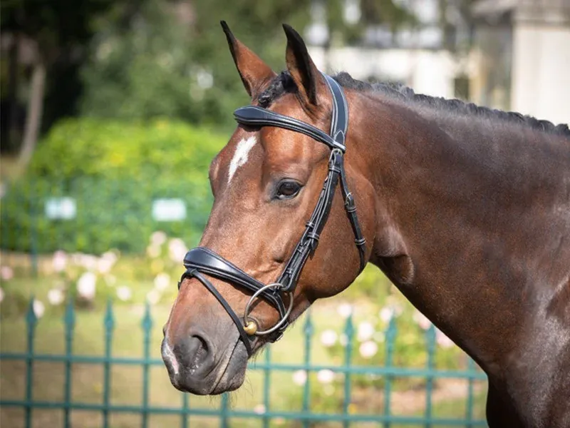 Paiement Scuris Bridon Bruxelles Jump'In One - Cheval - Noir