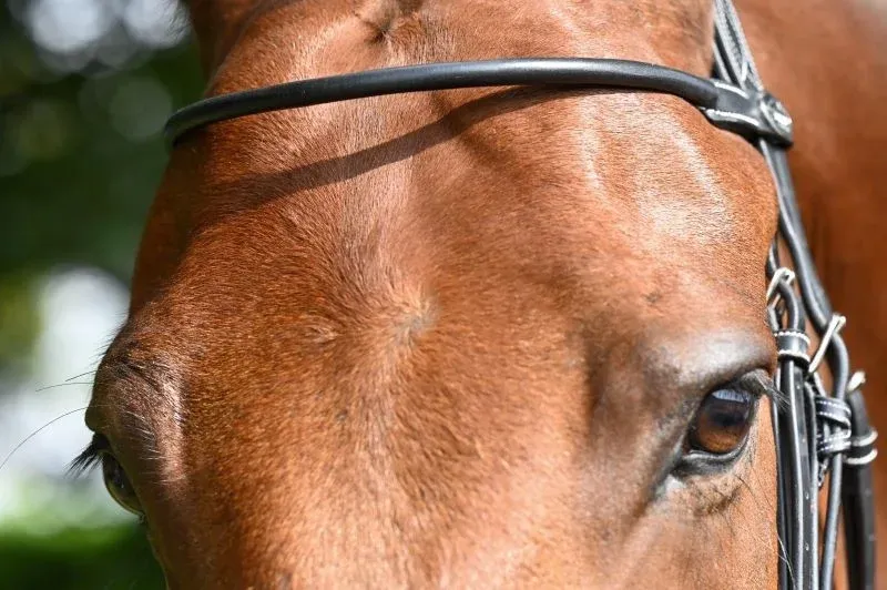 Pas Cher Frontal Monday Jump'In - Cheval - Acajou