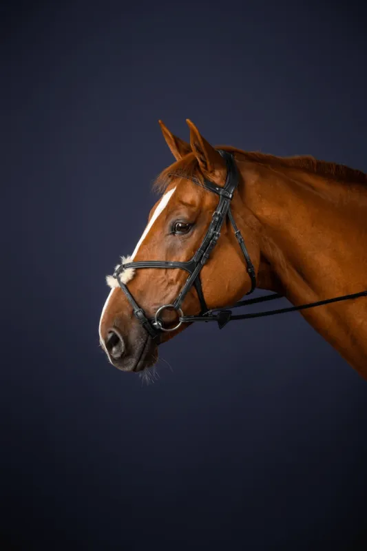 Expdition Rapide Bridon Muserolle Croise New English Collection by Dy'on - Poney - Noir