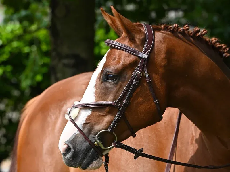 Bridon Jump'In Tuesday muserolle croise week - Cheval - Havane Affaire Saisir
