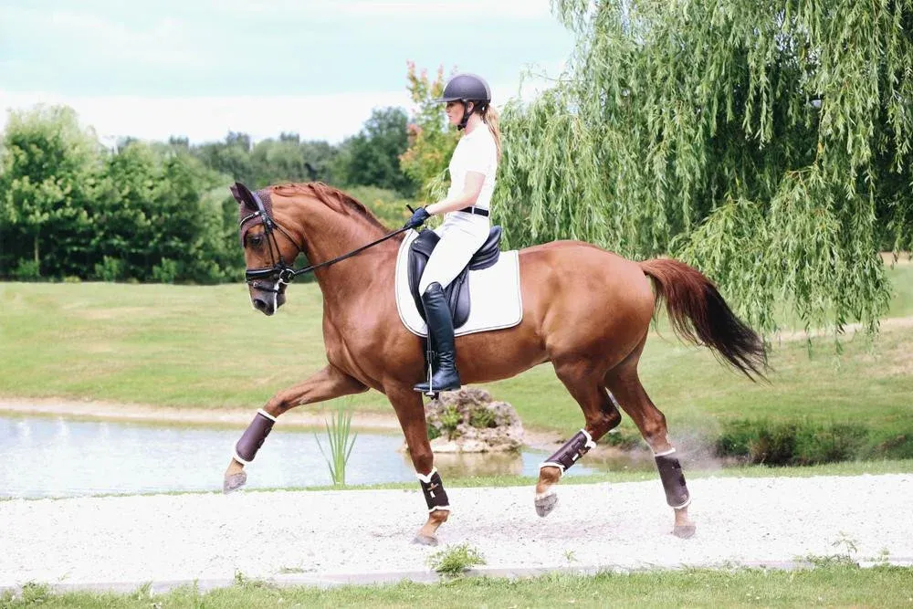 Prix Choc Gutres fermes Cuir postrieurs Kentucky - Cheval - Marron