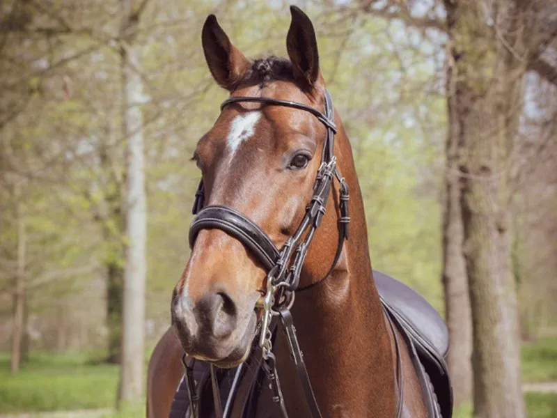 Affaire Saisir Bride Courchevel Jump'In One - Cheval - Havane