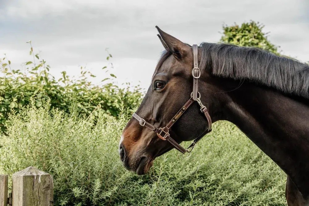 Licol Flexible Kentucky - Cob - Marron Promotion Saisonnire