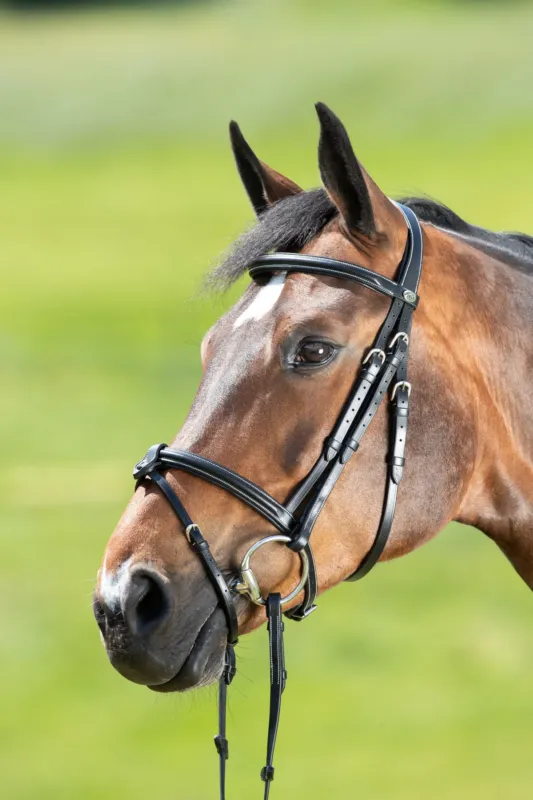 Promotion Bridon anatomique HFI - Cheval - Noir