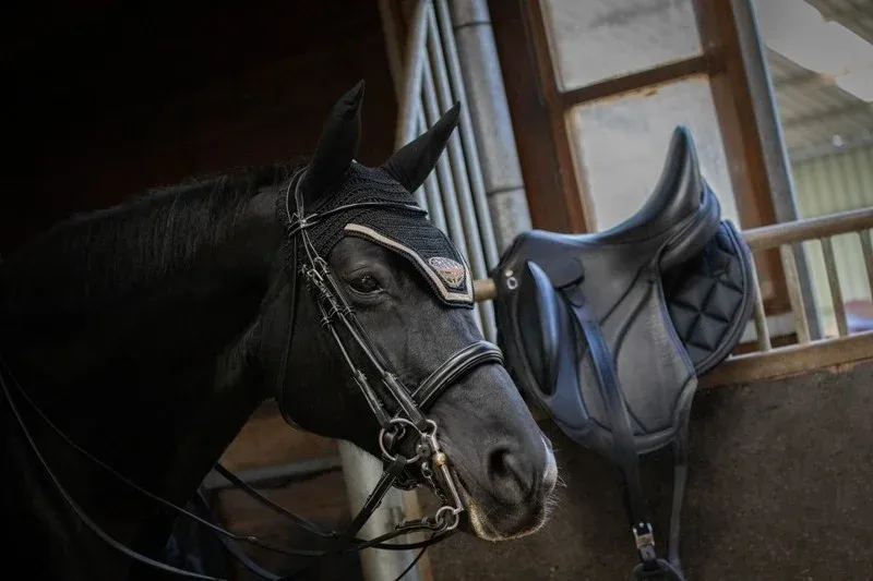 Prix Promo Bride de dressage vernie Jump'In week - Cheval - Noir