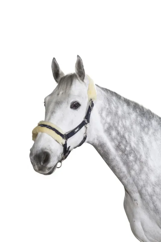 Licol Eskadron boucle Pin agneau - Cheval - Bleu nuit Certifi