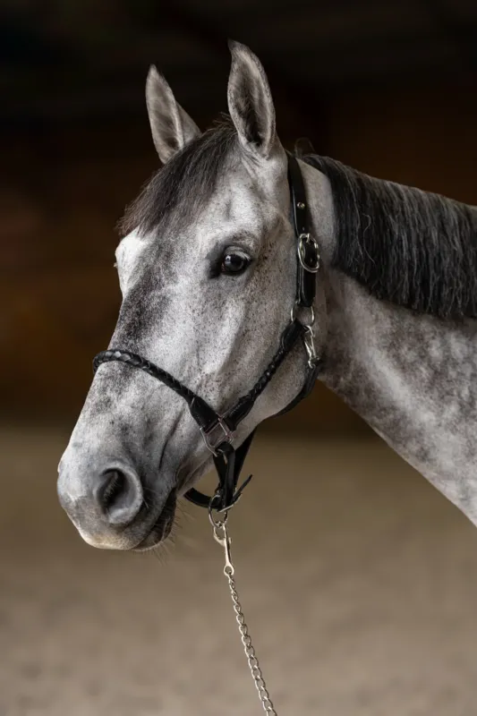 Licol tress HFI - Cheval - Noir Vente Flash