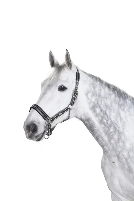 Top Vente Licol Eskadron boucle - Cob - Anthracite / blanc / noir