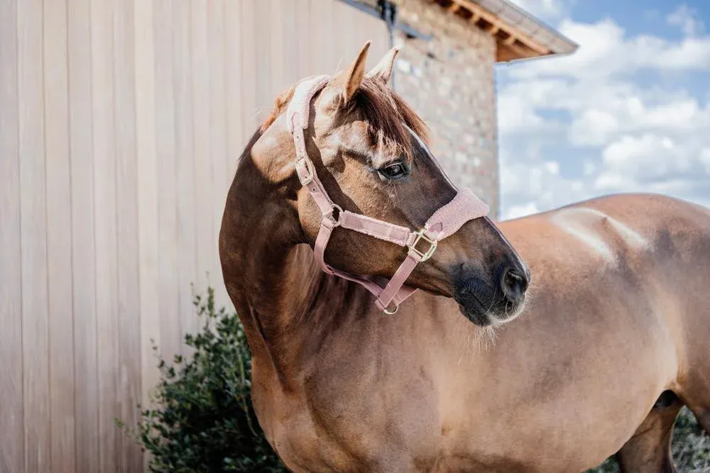 Acheter Direct Licol Teddy Fleece Kentucky - Cheval - Vieux rose