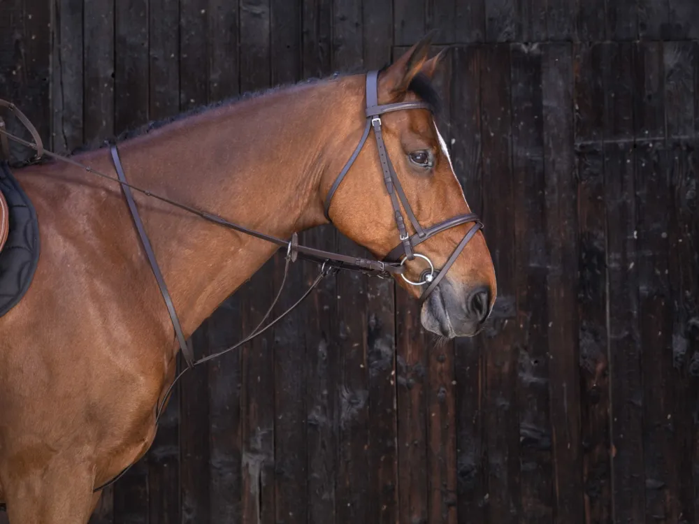 Martingale anneaux Riding World - Havane Soldes