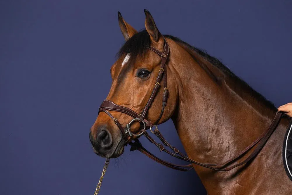 Prix Promo Bridon D Motion D Collection by Dy'on - Cheval - Marron