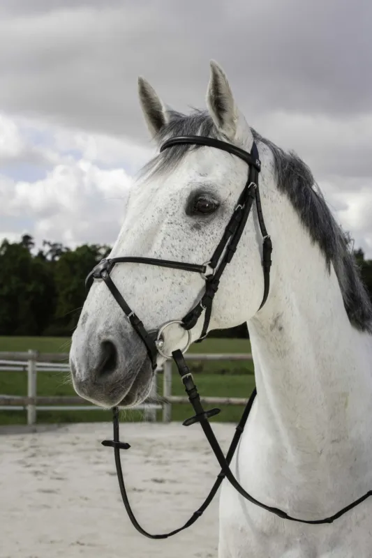 Livraison Gratuite Bridon Riding World Muserolle croise - Poney - Noir