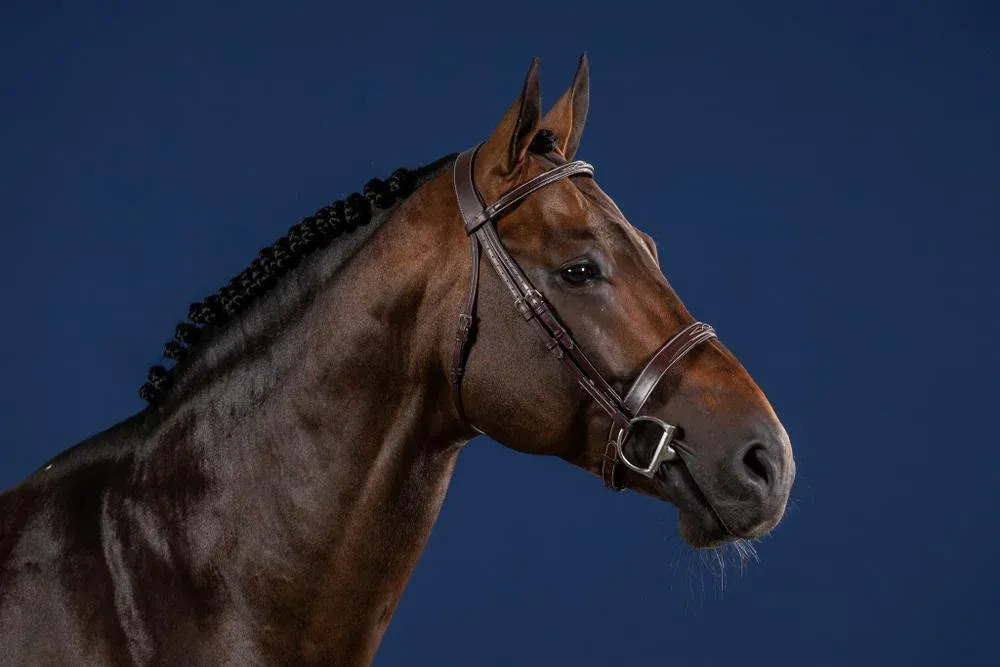 Promotion Bridon Hunter US Collection by Dy'on - Grand cheval - Brun