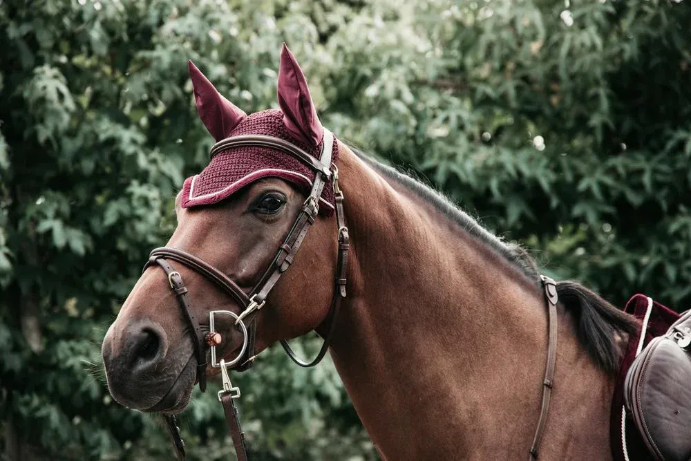 Bonnet Wellington Corduroy Kentucky - Bordeaux Prix Rduit
