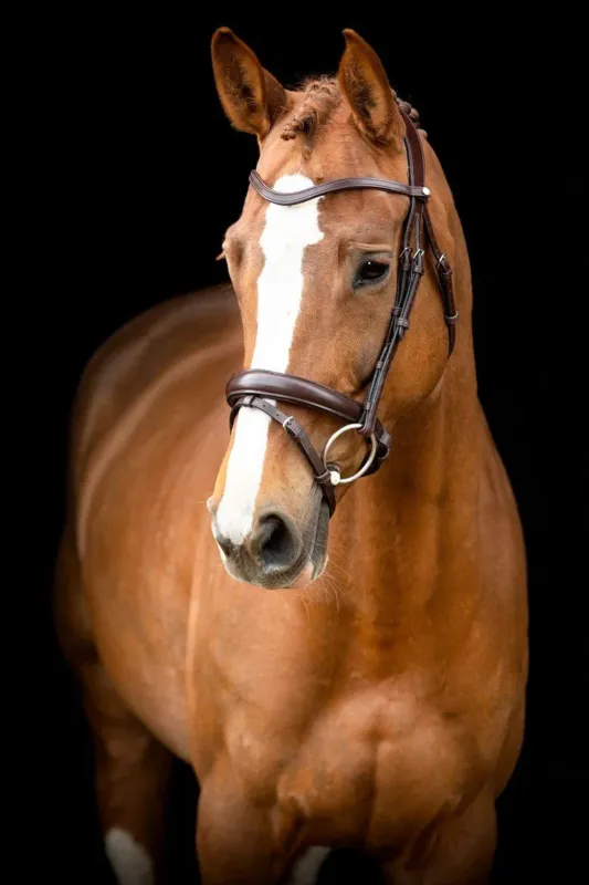 Remise Bridon Montar Normandie cuir tann - Poney - Marron