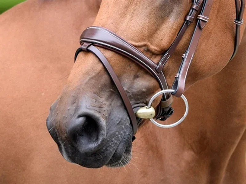 Usine Directe Muserolle Bruxelles Jump&rsquo;In One – Cheval – Noir