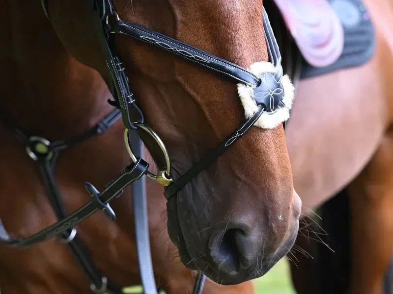Muserolle Monday Jump'In - Cheval - Acajou Bon March