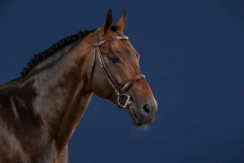 Bridon Muserolle Franaise US Collection by Dy'on - Poney - Brun Prix Cass