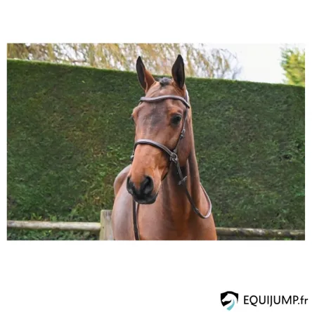 Bridon One Bitless Jump'in - COB/PUR-SANG - NOISETTE Certifi