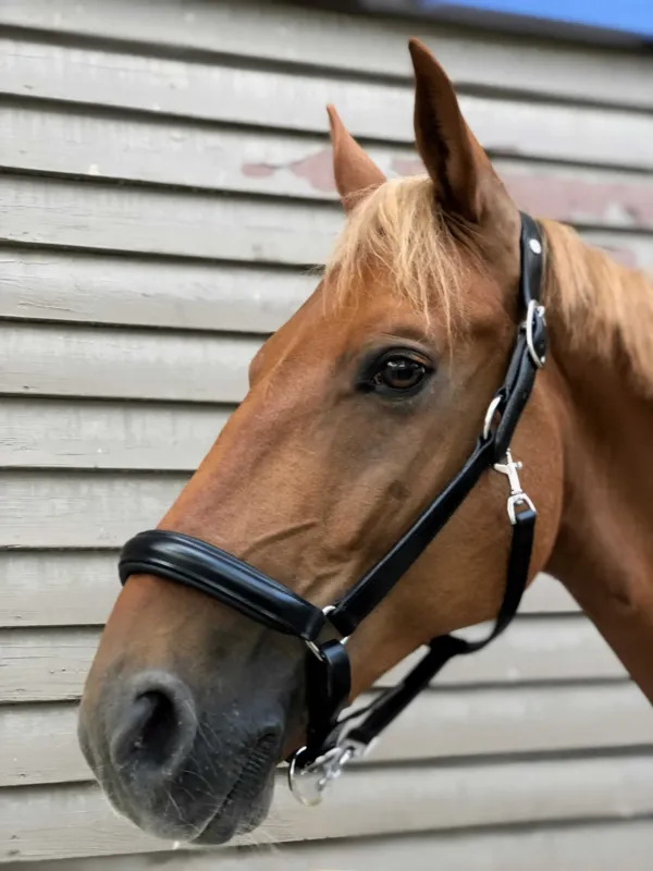 Licol anatomique Norton Pro - Cheval - Noir Acheter Direct