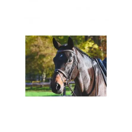 Bridon Carat Jump'in - COB/PUR-SANG - HAVANE Vente Flash