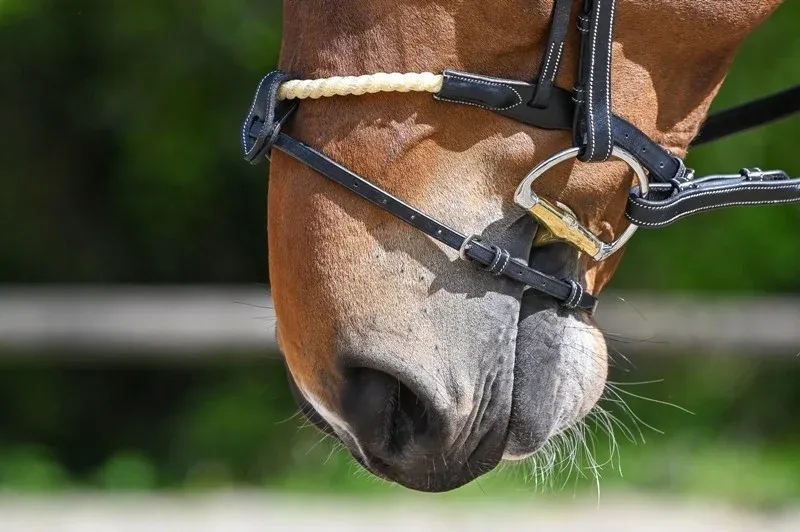 Muserolle combine corde Jump'In - Cheval - Noir Expdi Aujourdhui