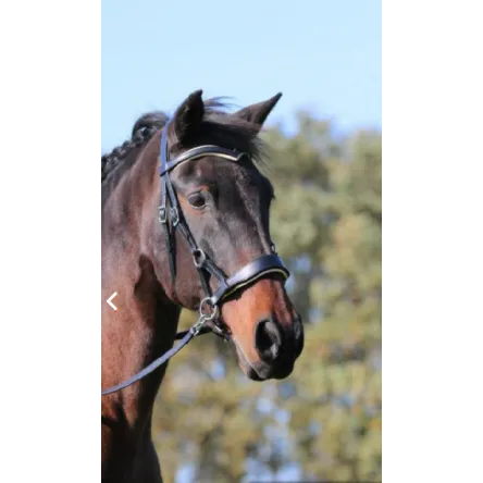 Sidepull Aruba FRA - PONEY - NOIR Achat Immdiat