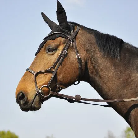 Bridon Evolution Infinity IHWT - CHEVAL/FULL - NOIR Expdi Aujourdhui