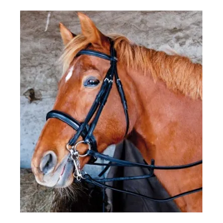 Bride Pollock TdeT - CHEVAL/FULL Jusqu puisement Des Stocks