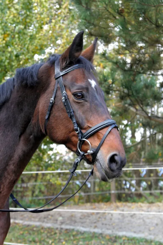 Populaire Bridon Classic noir en cuir - Cheval