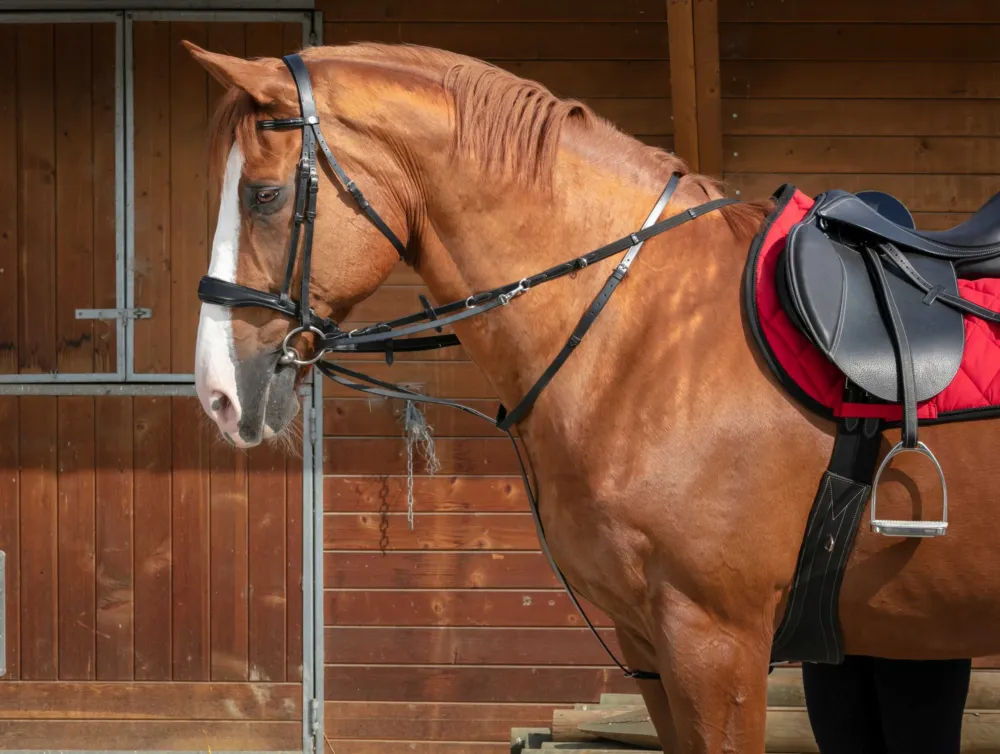 Enrnement Norton Pro Thiedeman - Cheval - Noir Expdi Aujourdhui