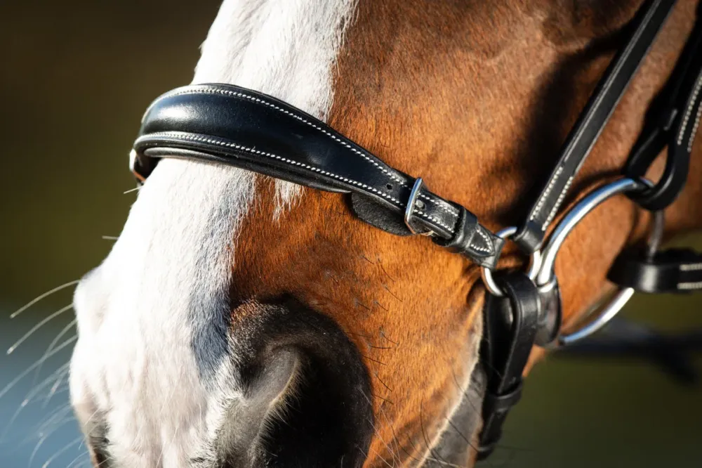 Expdition Rapide Bridon German HFI - Cheval - Noir