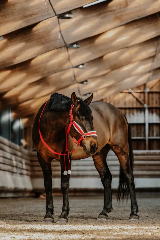 Commander Vite Licol + longe Equithme Xmas - Poney - Rouge