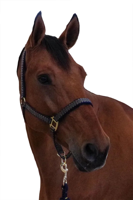 Quantit Limite Set licol + longe Sonoma Canter - Cheval - Marine