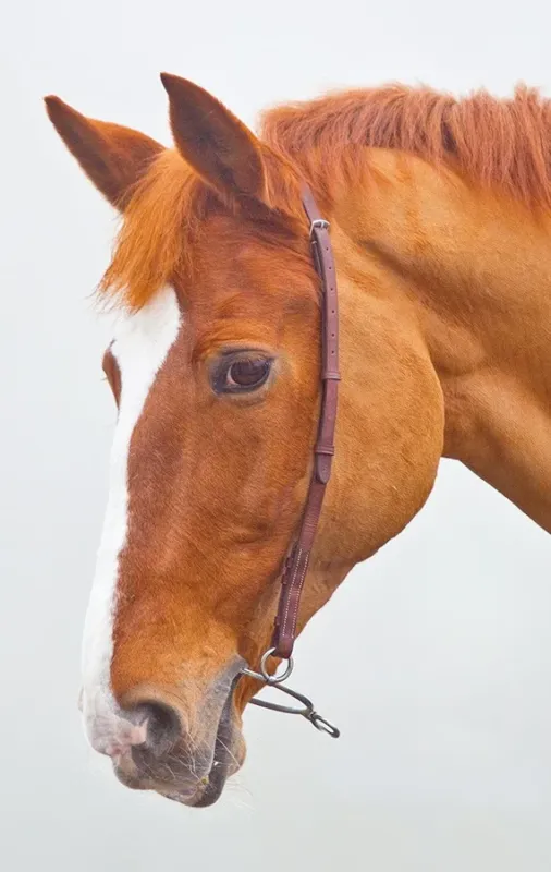 Expdition Rapide Mors chifney Blenheim Shires - Cheval - Havane