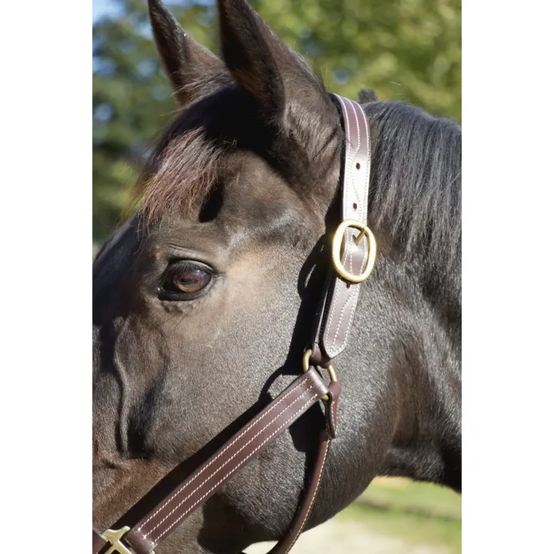 Licol cuir T de T trippled stiched renfort nylon - Pur-sang - Marron fonc Commander Vite