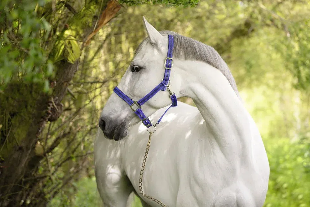 Licol Mustang Covalliero - Cob - Bleu roi / noir Nouvelle Collection