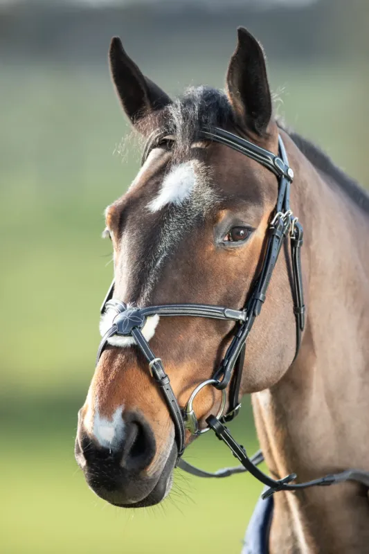 Promotion Bridon Mexican HFI - Cheval - Noir