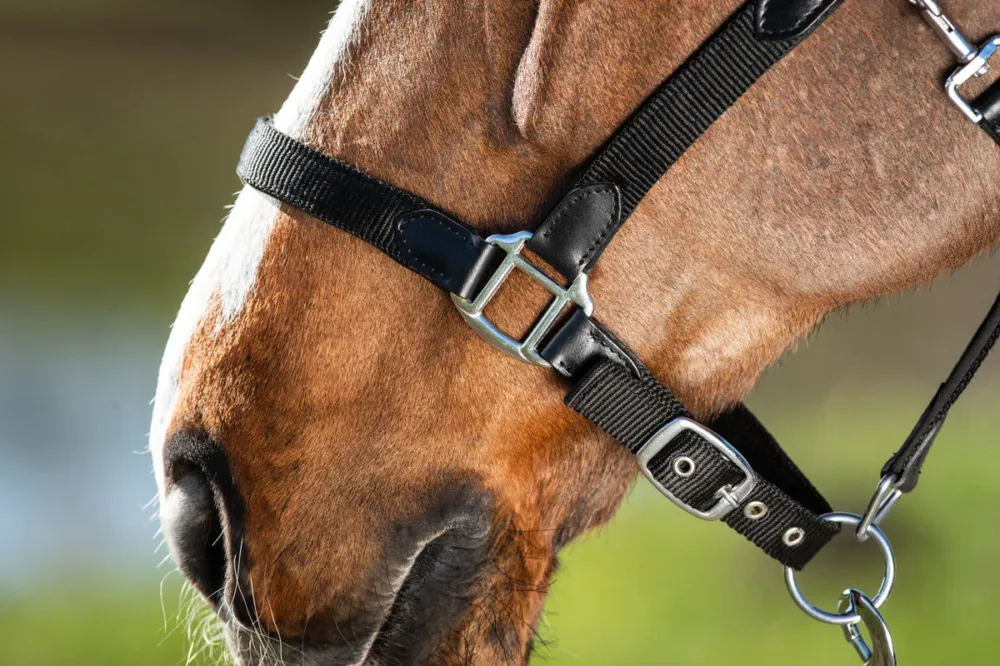 Acheter En Ligne Licol noprne Smart + longe en nylon HFI Master – Poney – Noir / noir