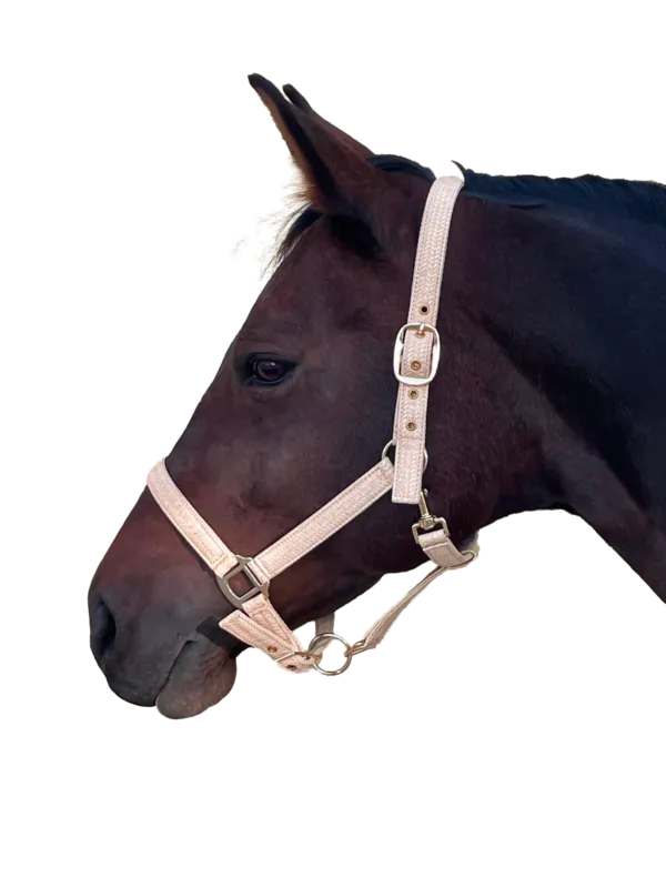Licol Canter Malibu - Poney - Noir Achetez Aujourdhui
