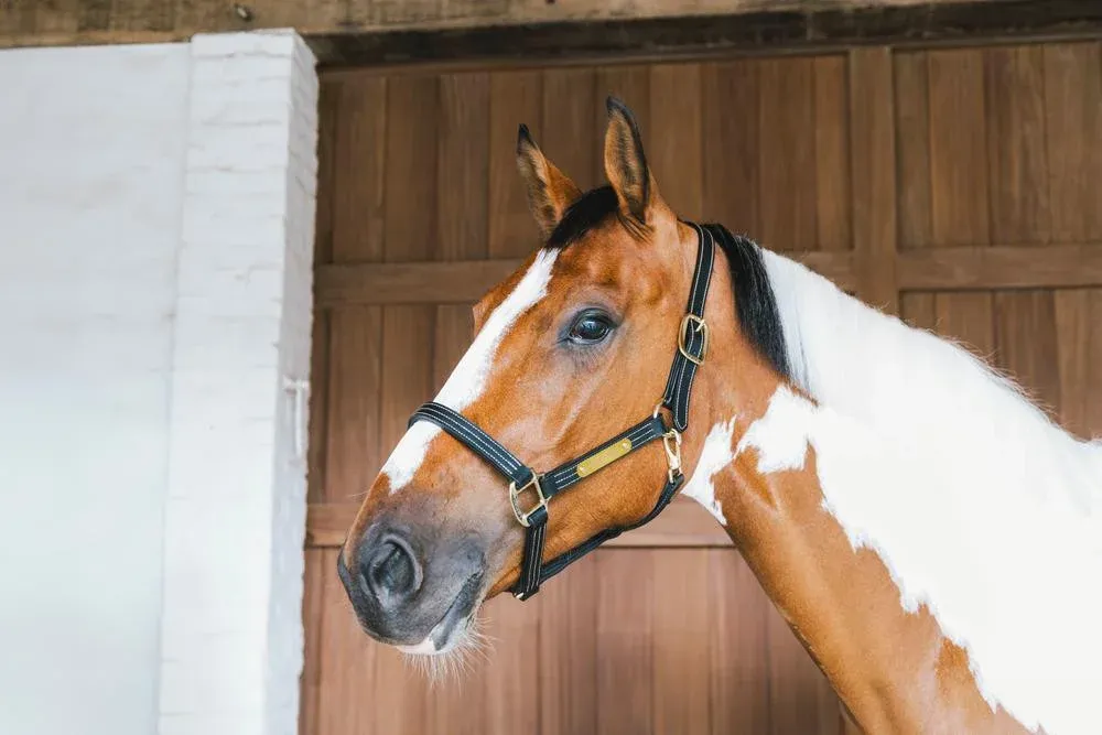 Offre Exclusive Licol en cuir Wellington Kentucky - Cob - Noir