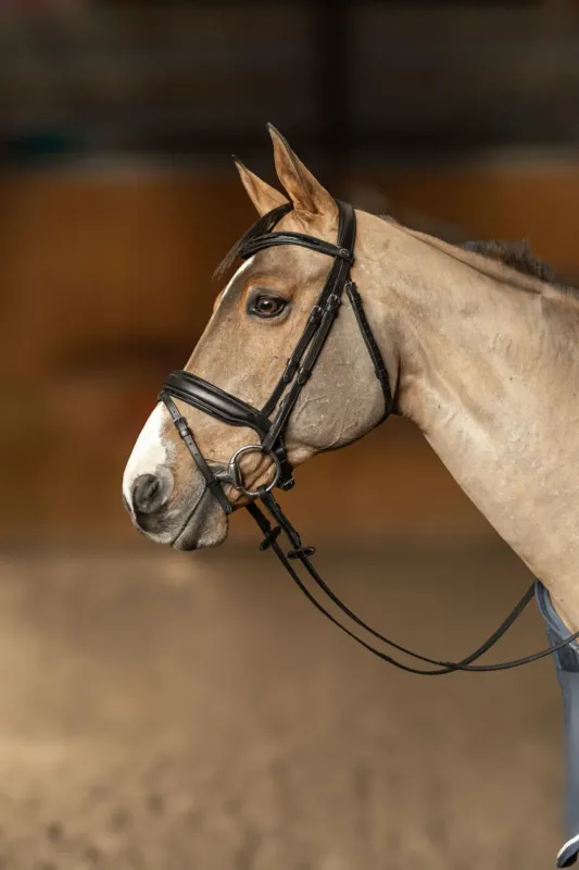 Bridon HFI Master pull-back Edges - Cheval - Noir Quantit Limite