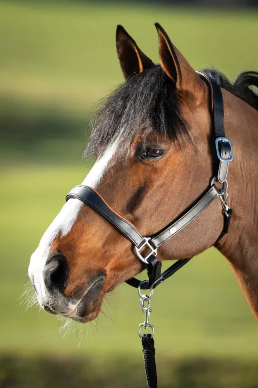 Populaire Licol en cuir HFI bicolore - Poney - Noir / cognac