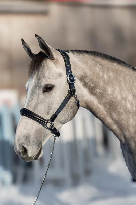 Licol cuir nylon Mixed HFI Master - Cheval - Noir Prix Promo