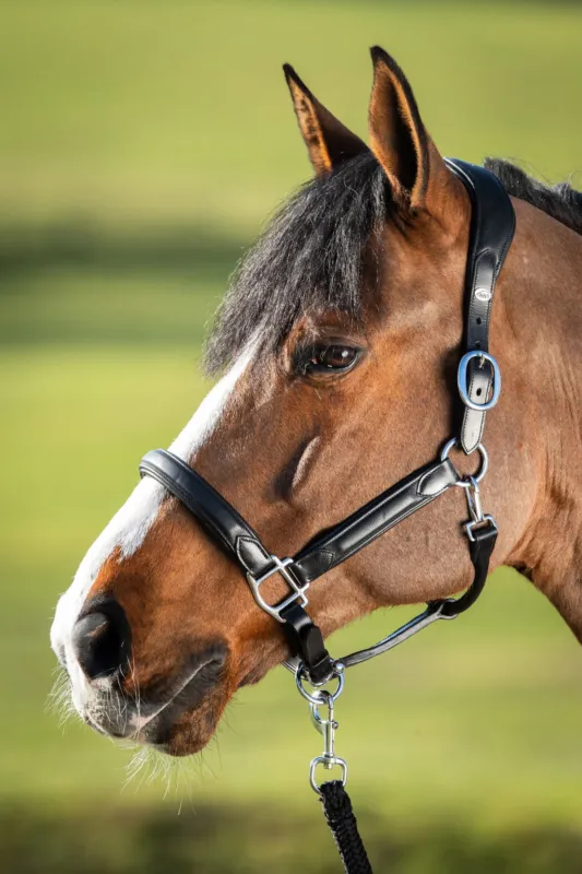 Licol HFI Wave - Poney - Noir Promotion Saisonnire