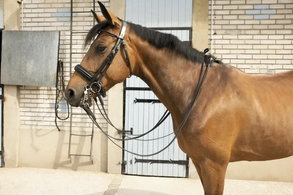Bride Pnlope Point Sellier - Pur-sang - Noir Prix Bas